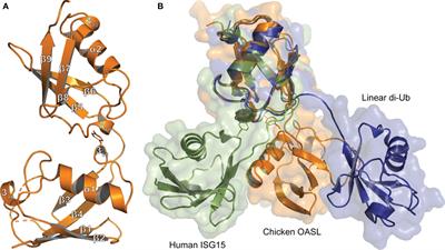 The Structure and Immune Regulatory Implications of the Ubiquitin-Like Tandem Domain Within an Avian 2’-5’ Oligoadenylate Synthetase-Like Protein